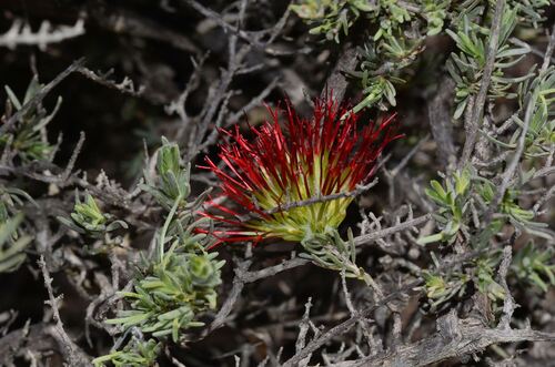 grey-leaved beaufortia (Melaleuca cinerea)
