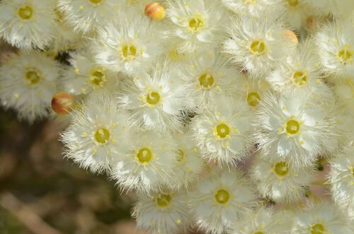 roe's featherflower (Verticordia roei)