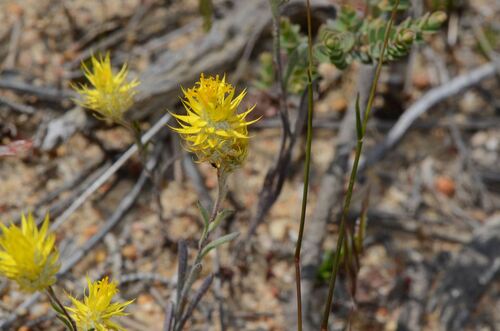 Orange Immortelle (Waitzia acuminata)