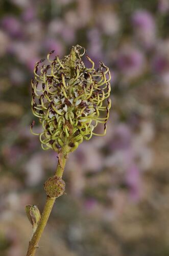 curly grevillea (Grevillea eryngioides)