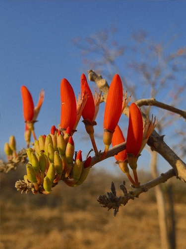 Erythrina suberosa