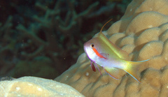 Pseudanthias huchtii