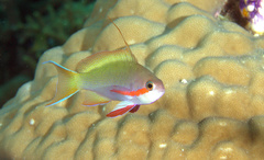 Pseudanthias huchtii