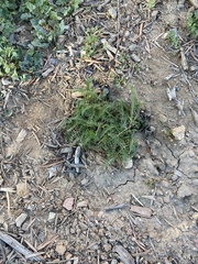 Achillea millefolium