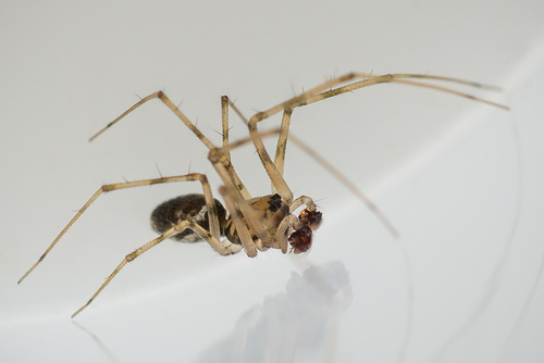 Vikrusis karnavoris nuotrauka