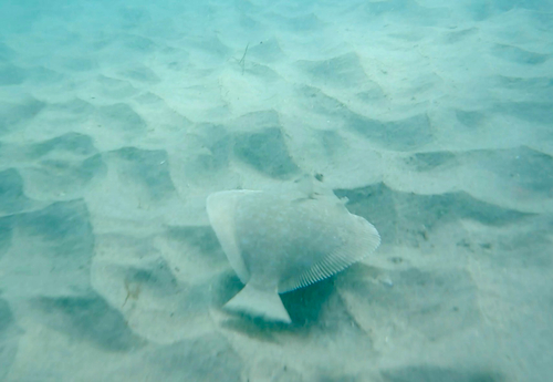 Diamond turbot (Hypsopsetta guttulata) — Pleuronectidae — 5