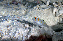 Amblyeleotris randalli