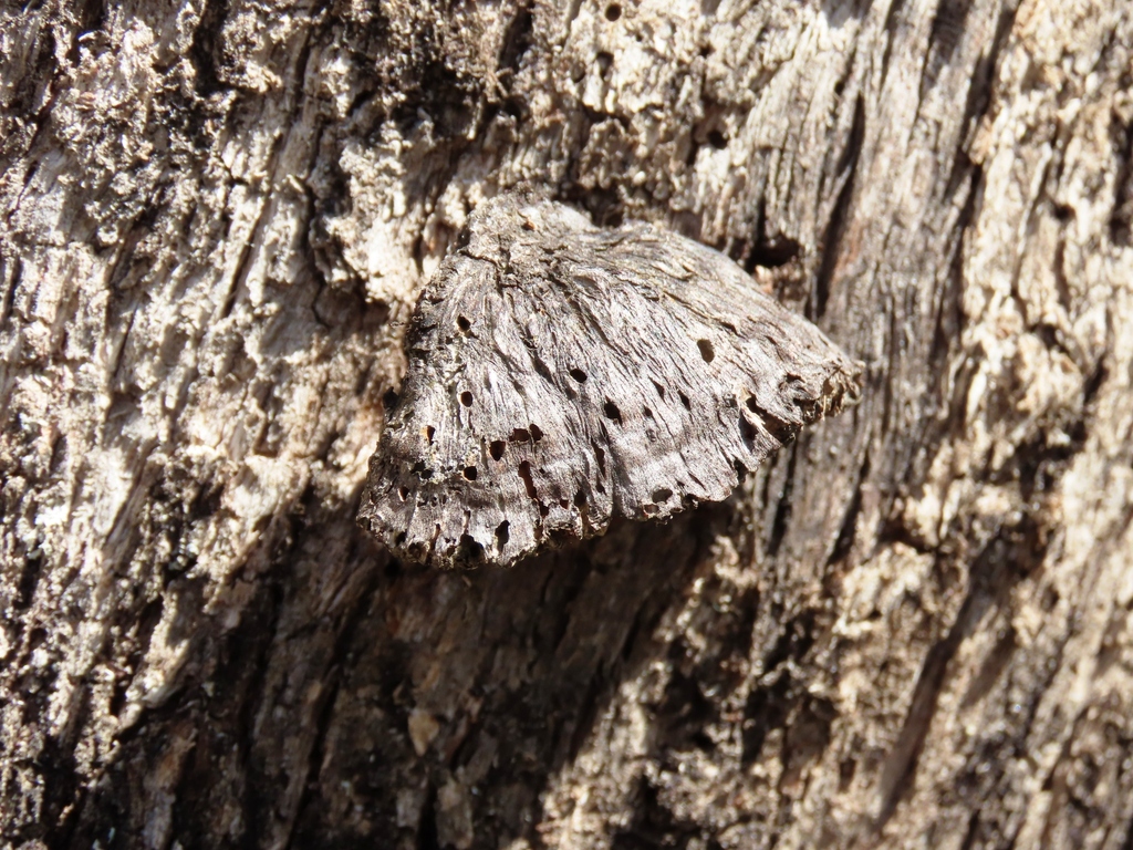 Hexagonia vesparia