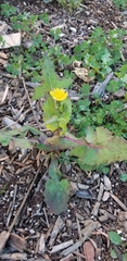 Sonchus oleraceus