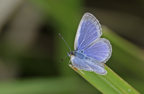 Lesser Grass Blue, photo 2 of 9