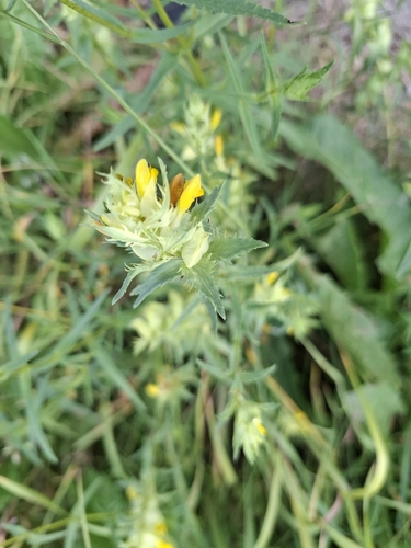 Greater Yellow-rattle (Rhinanthus serotinus)