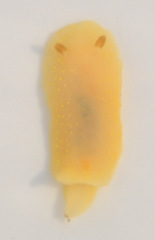 Cadlina modesta