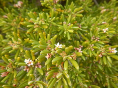 Strumpfia maritima