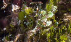 Solenostomus halimeda