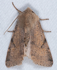 Orthosia behrensiana