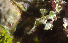 Solenostomus halimeda