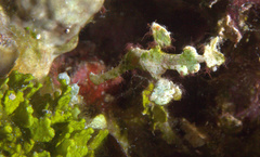 Solenostomus halimeda