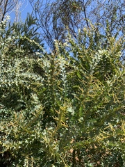 Acacia cultriformis