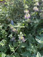 Salvia