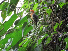 Herpsilochmus longirostris