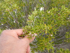 Strumpfia maritima