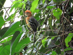 Herpsilochmus longirostris