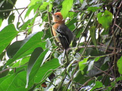 Herpsilochmus longirostris