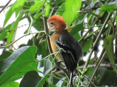 Herpsilochmus longirostris