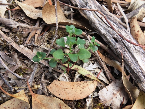 Saloop (Chenopodium robertianum)