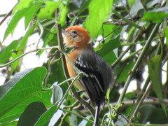 Herpsilochmus longirostris