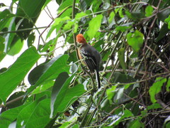 Herpsilochmus longirostris