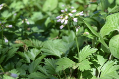 Cardamine maxima