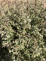 Galium stellatum eremicum