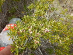 Strumpfia maritima
