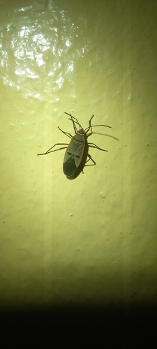 Dysdercus superstitiosus