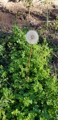 Taraxacum