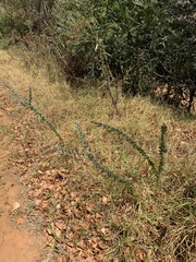 Acacia cultriformis