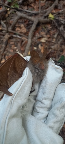 Hairy Slit-faced Bat