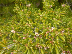 Strumpfia maritima