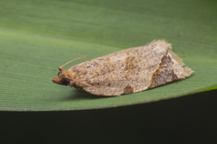 Neocalyptis affinisana