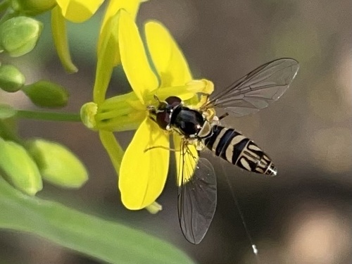 Unknown species found near Clark Way, Palo Alto, CA, US