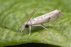 Culladia hastiferalis