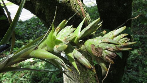 Tillandsia bourgaei, photograph 1