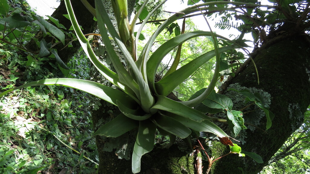 Tillandsia bourgaei; photograph (c) Alexis López Hernández, some rights reserved (CC BY)