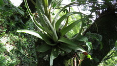 Tillandsia bourgaei