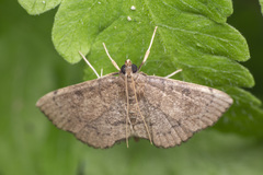 Protonoceras