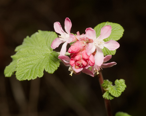 Ribes, photographed by an iNaturalist contributor