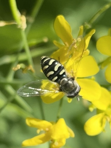 Unknown species found near Clark Way, Palo Alto, CA, US