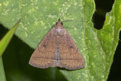 Simplicia discosticta