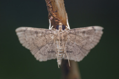 Protonoceras